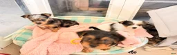 Yorkshire Terrier dogs for sale:  Anna Belle - Ad 9