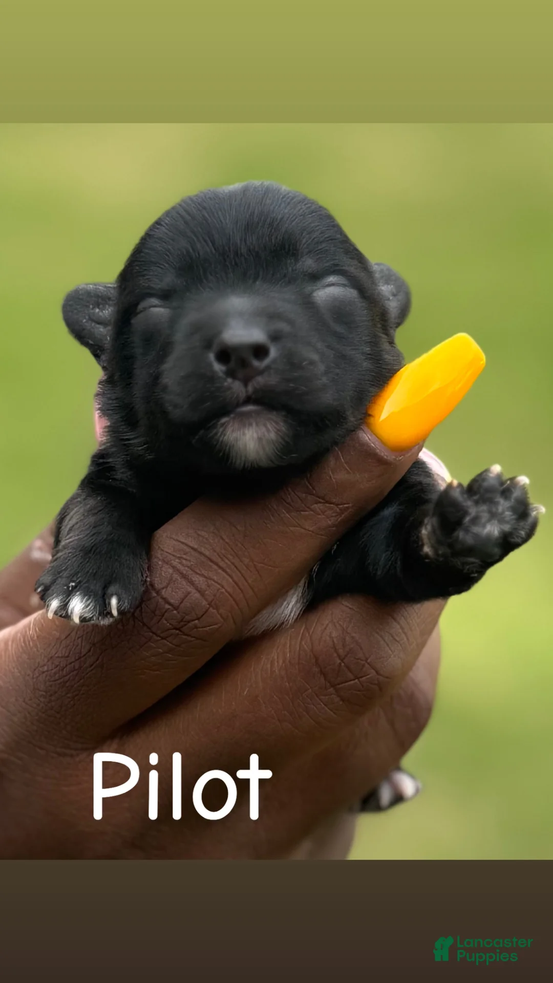 Yorkshire Terrier dogs for sale: Yorkshire Terrier Puppy 3 - Ad 2