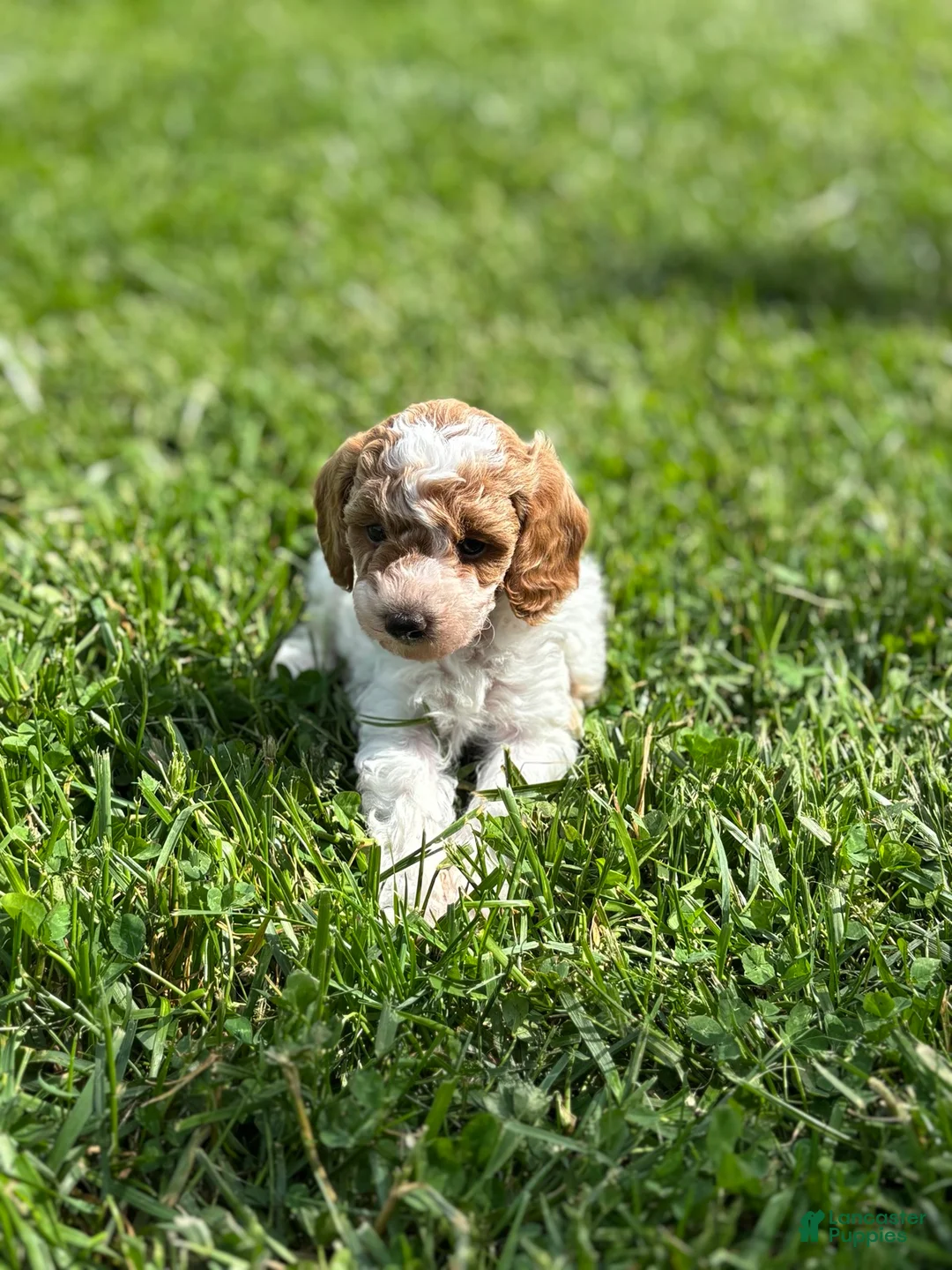 Miniature Poodle dogs for sale: Penny - Ad 1