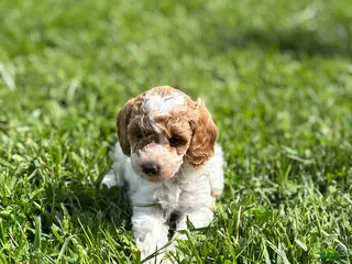Miniature Poodle dogs for sale: Penny - Ad 3