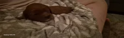 Cavapoo dogs for sale: Cavapoo 1 - Ad 4