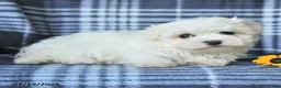 Maltese dogs for sale: Dolly - Ad 4