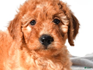 Goldendoodle dogs - Ad 10