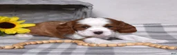 Cavalier King Charles Spaniel dogs for sale: Copper  - Ad 5
