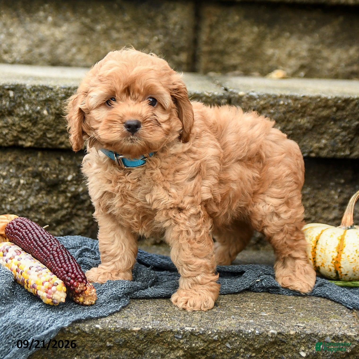 Cockapoo dogs Dusty - Ad 1