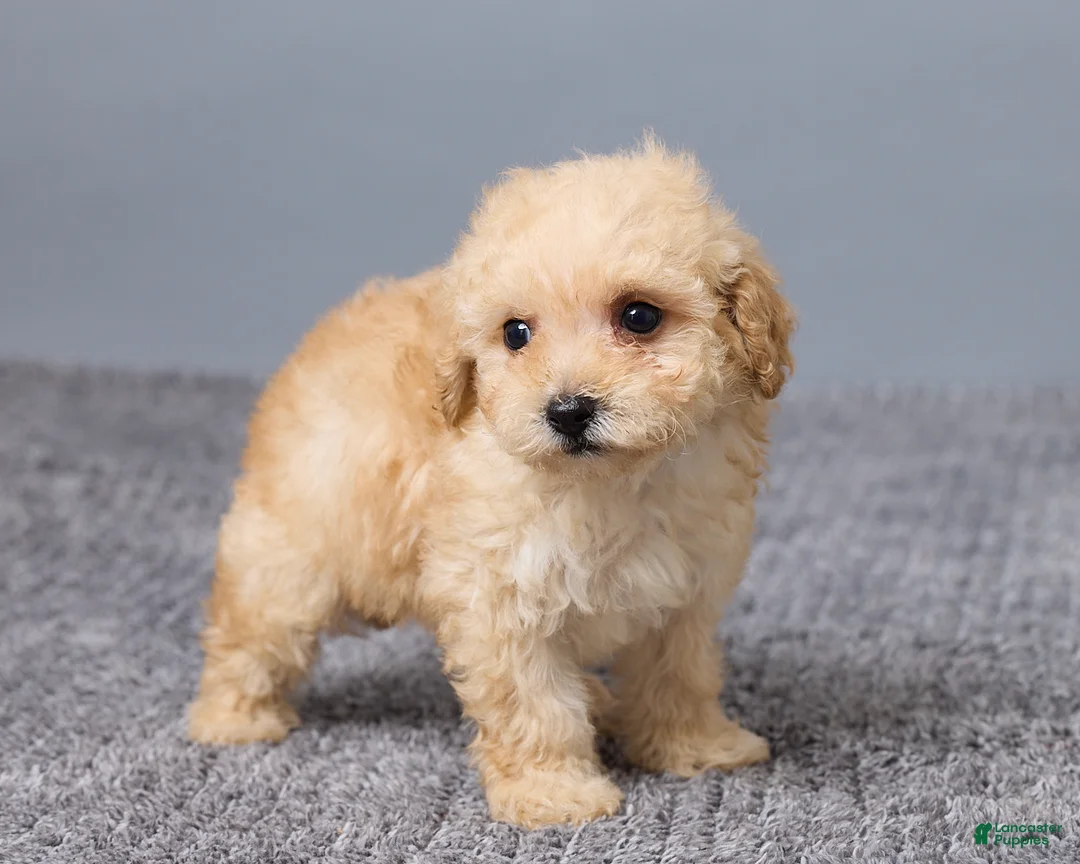 Miniature Poodle dogs for sale: Rita - Ad 5