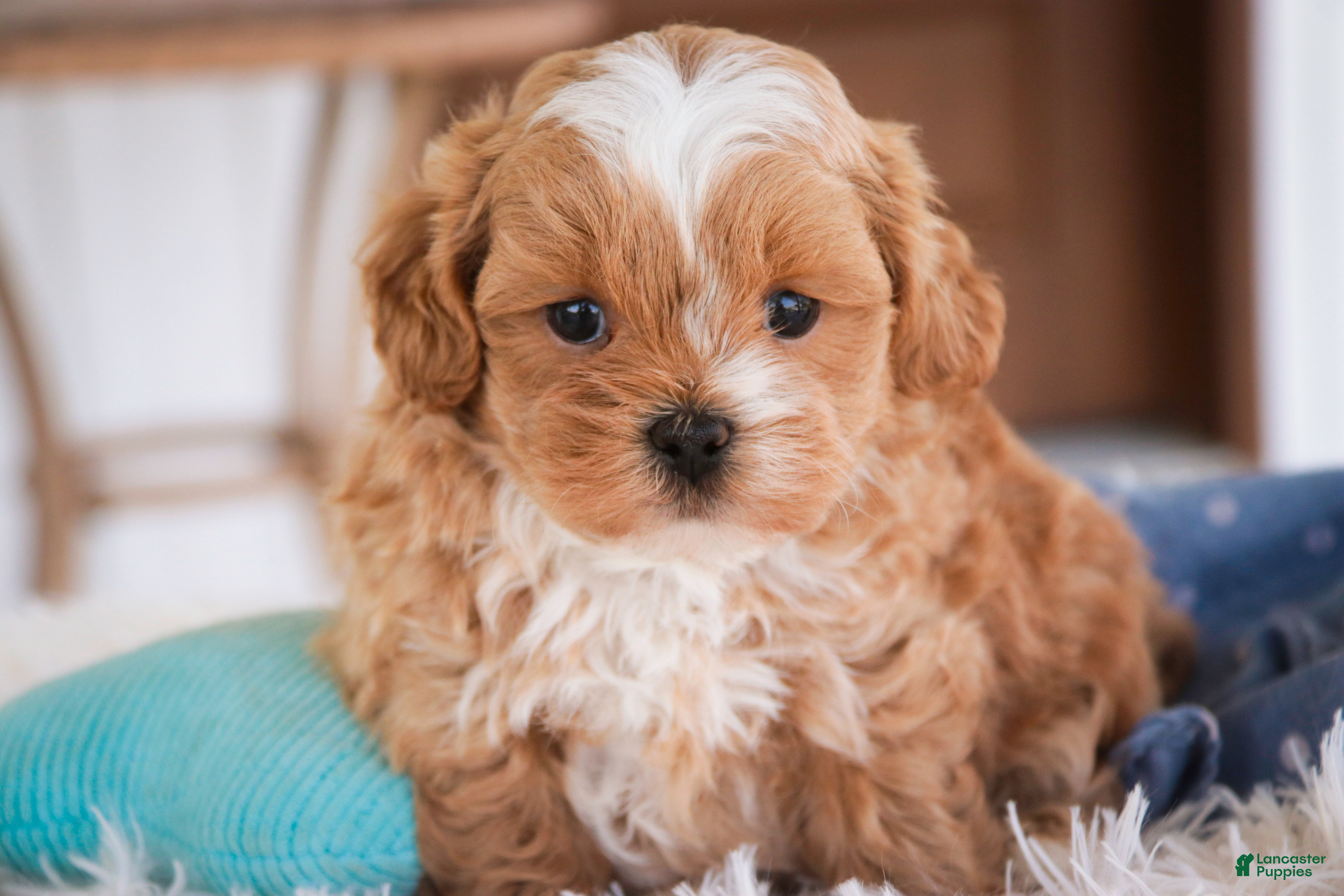 Shihpoo dogs Bowie - Ad 1