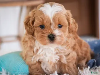 Shihpoo dogs for sale: Bowie - Ad 1