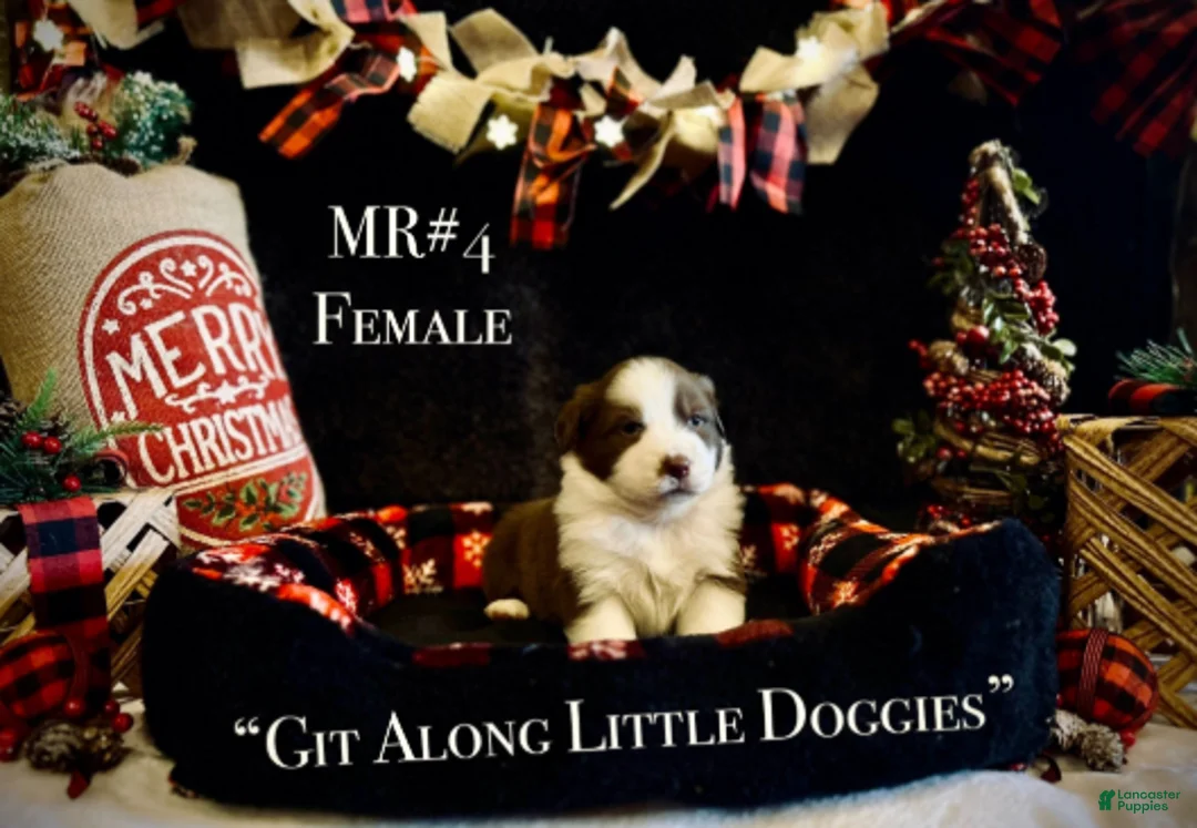 Australian Shepherd dogs for sale: MR#4 - Ad 3