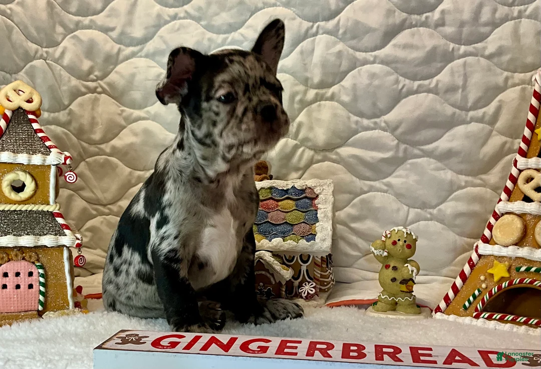 French Bulldog dogs for sale: Force  - Ad 20