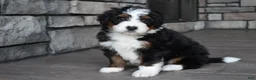 Mini Bernedoodle dogs for sale: Chester - Ad 8