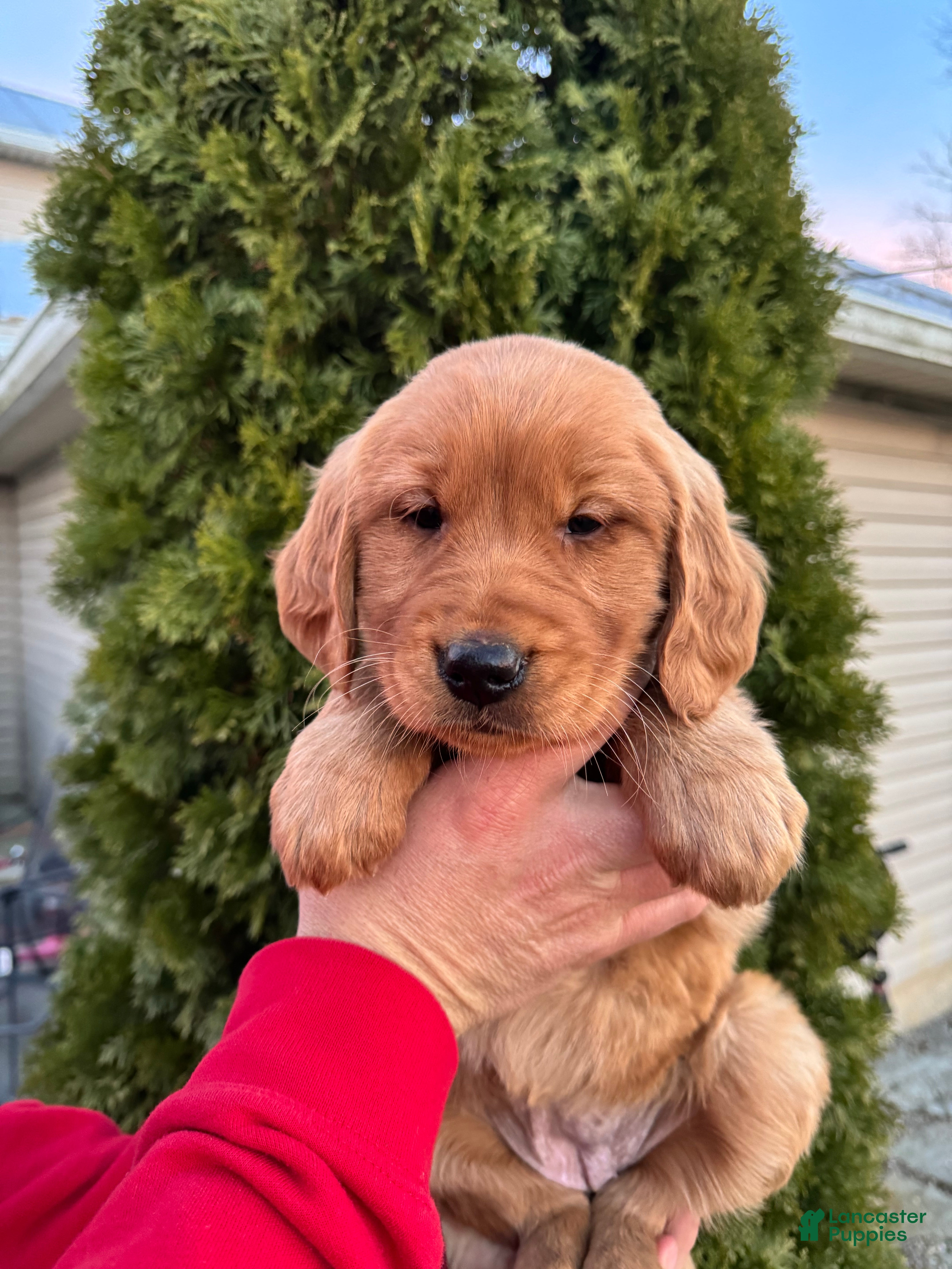 Golden Retriever dogs Merry - Ad 38