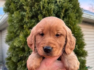 Golden Retriever dogs Nelly - Ad 41