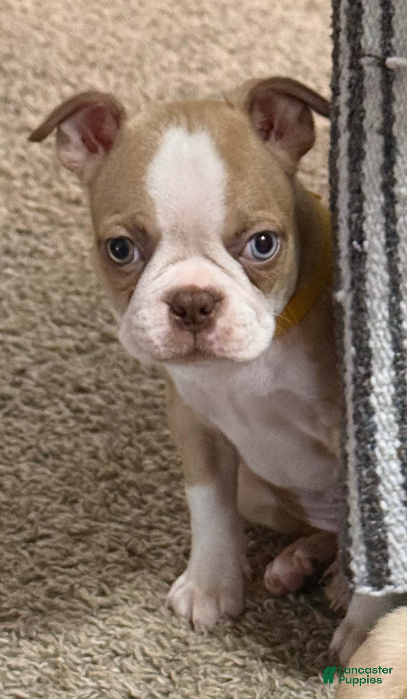Boston Terrier dogs Boston Terrier 1 - Ad 27
