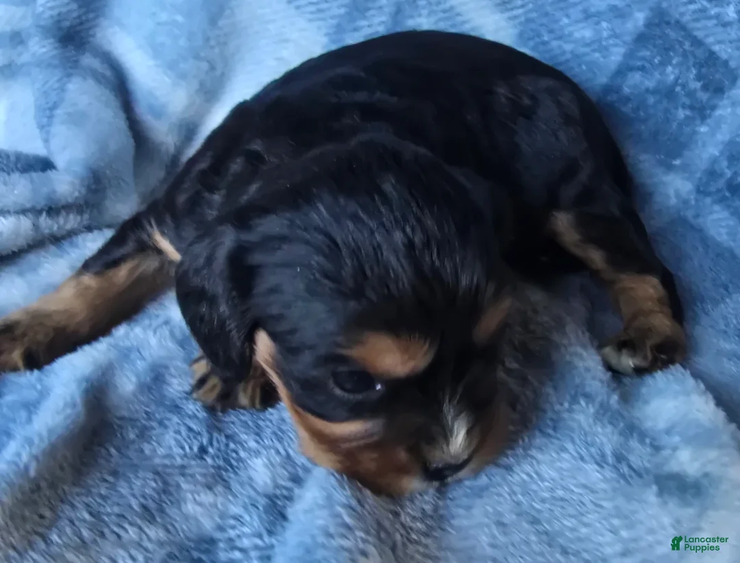 Cavalier King Charles Spaniel dogs for sale: Merci - Ad 1