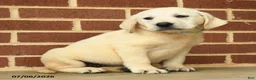 Labrador Retriever dogs for sale: Barbie - Ad 4