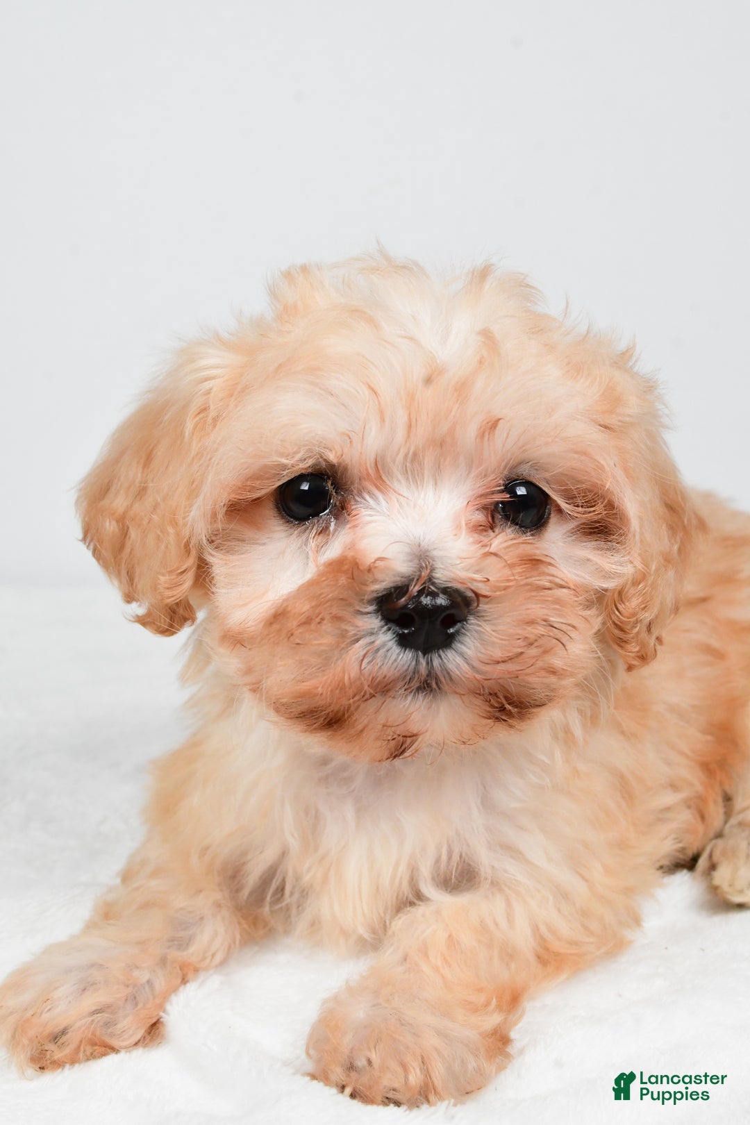 Maltipoo dogs for sale: Bella - Ad 4