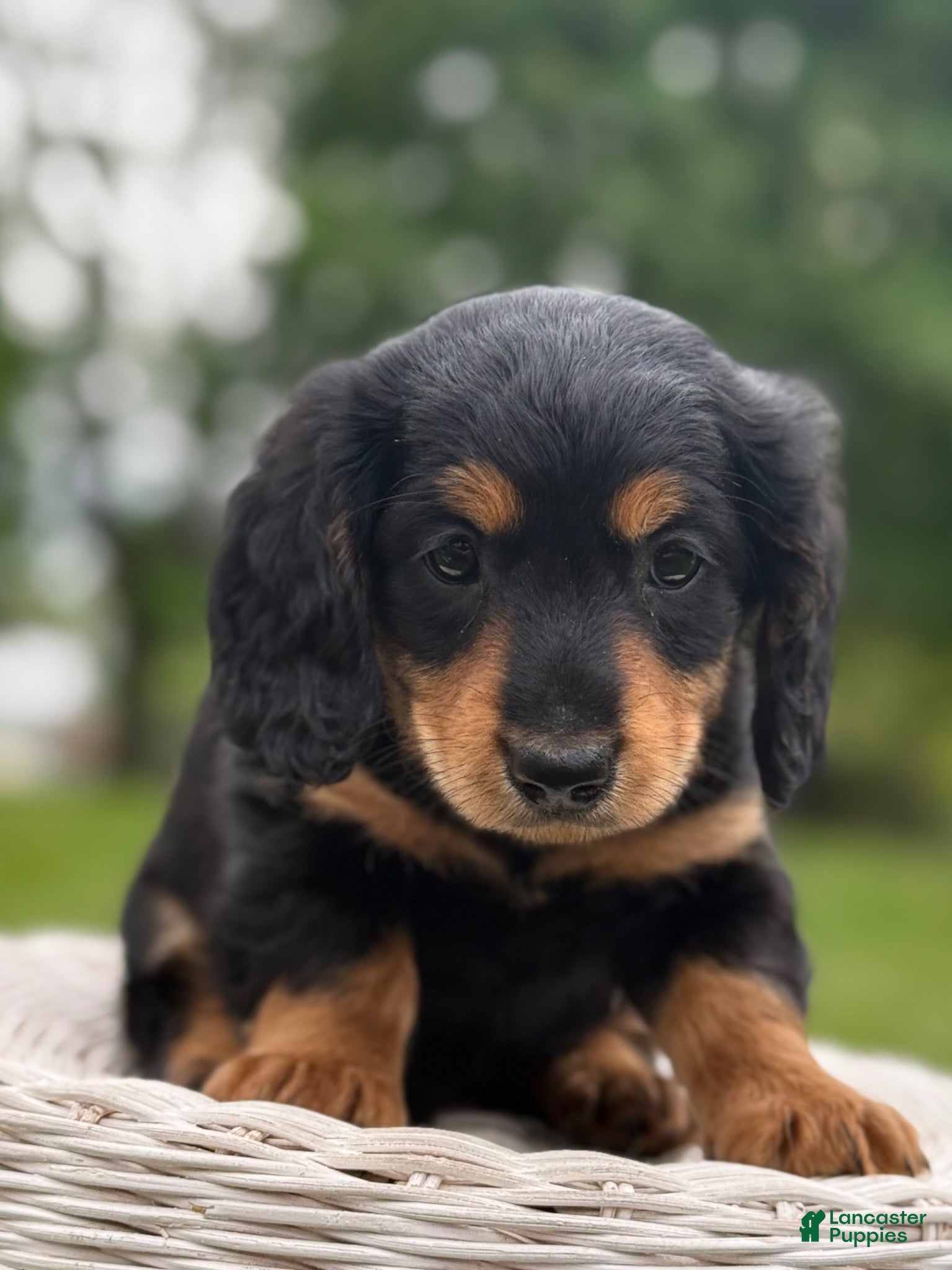 Miniature Dachshund dogs Milo - Ad 2