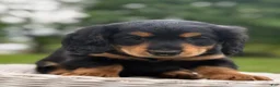 Miniature Dachshund dogs for sale: Milo - Ad 2