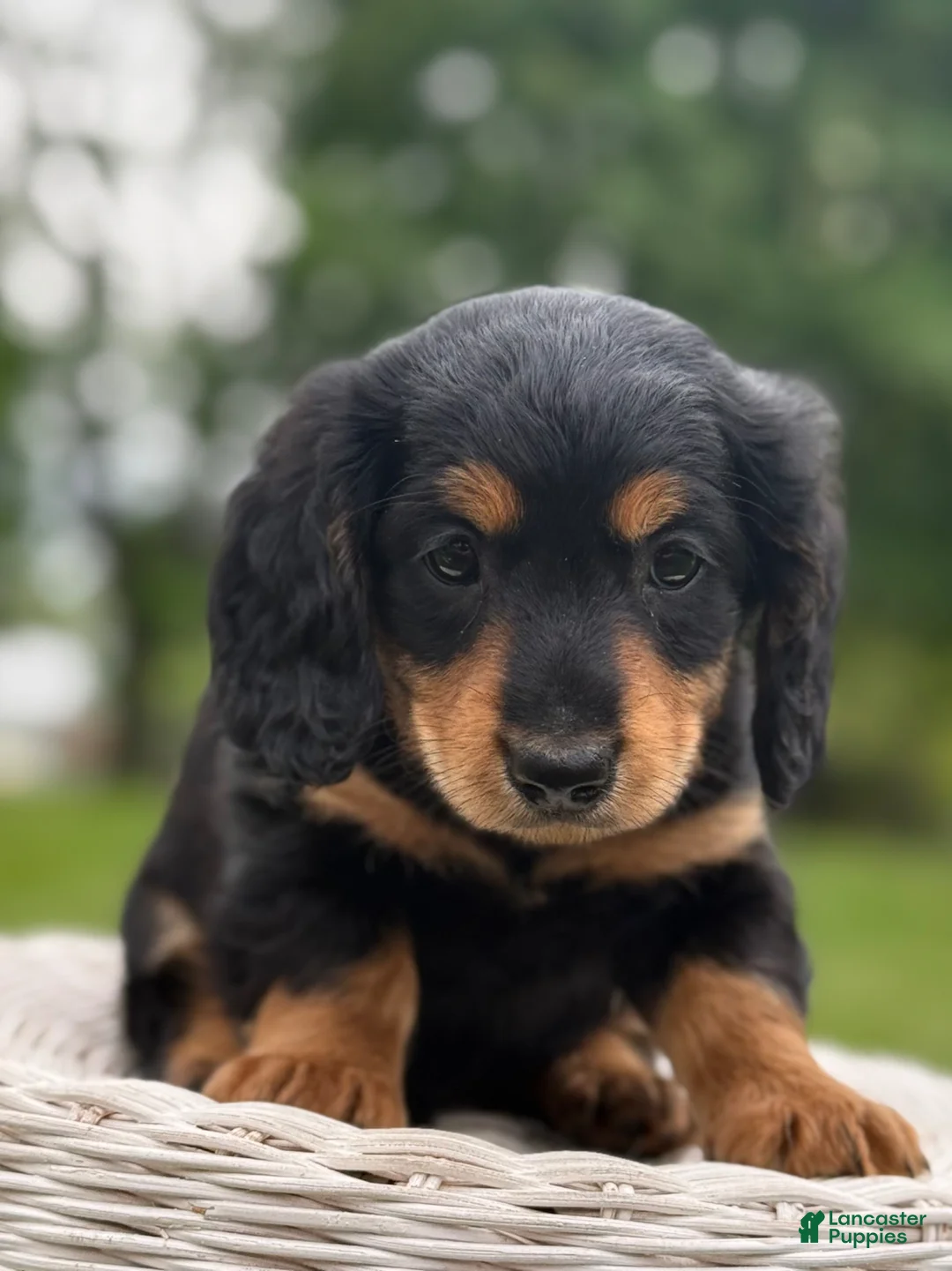Miniature Dachshund dogs for sale: Milo - Ad 2
