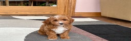 Cavapoo dogs for sale: Cavapoo F1b Male Puppy 1 - Ad 3