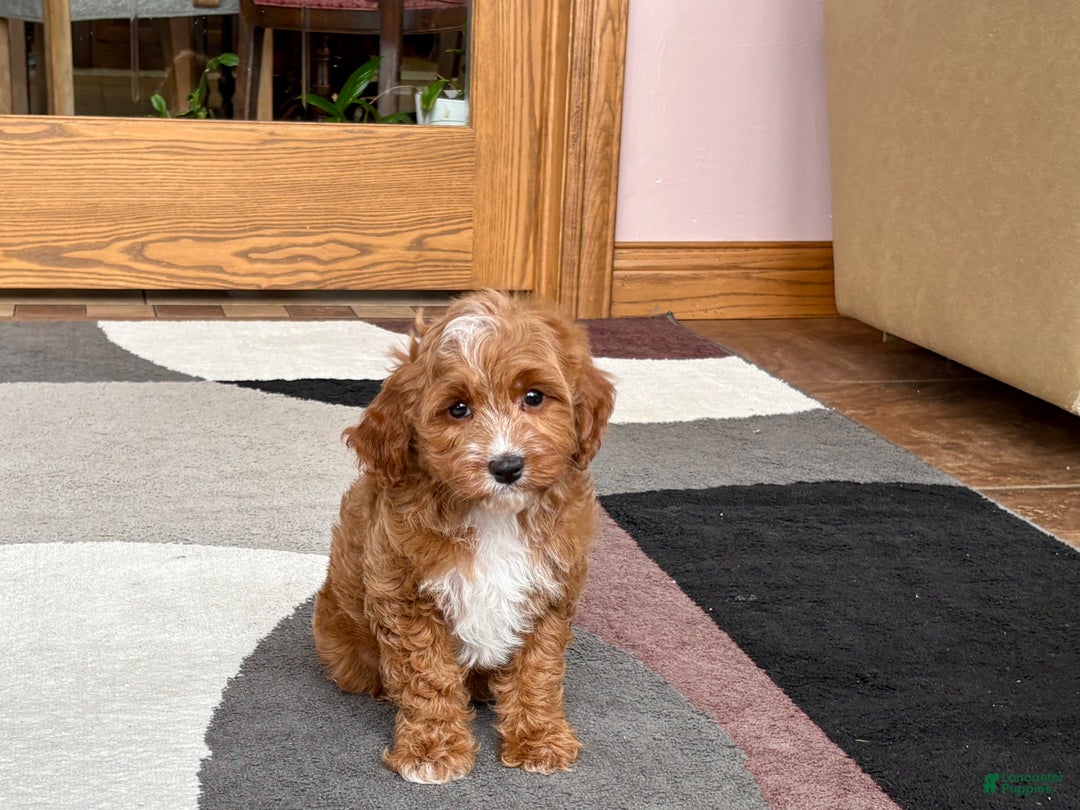 Cavapoo dogs for sale: Cavapoo F1b Male Puppy 1 - Ad 3