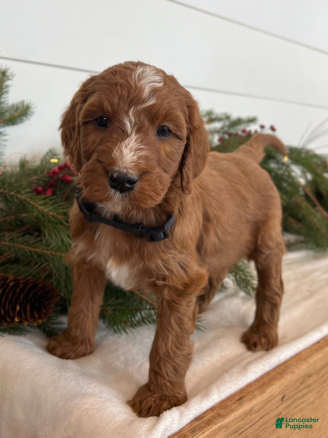 Irish Doodle dogs for sale: Holly - Ad 7