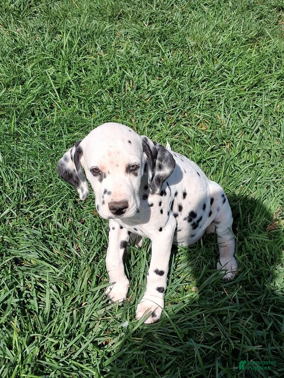 Dalmatian dogs Liz - Ad 35