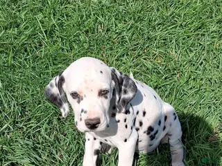 Dalmatian dogs Liz - Ad 35