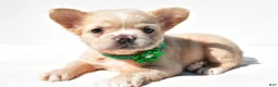French Bulldog dogs for sale: Paisley - Ad 4