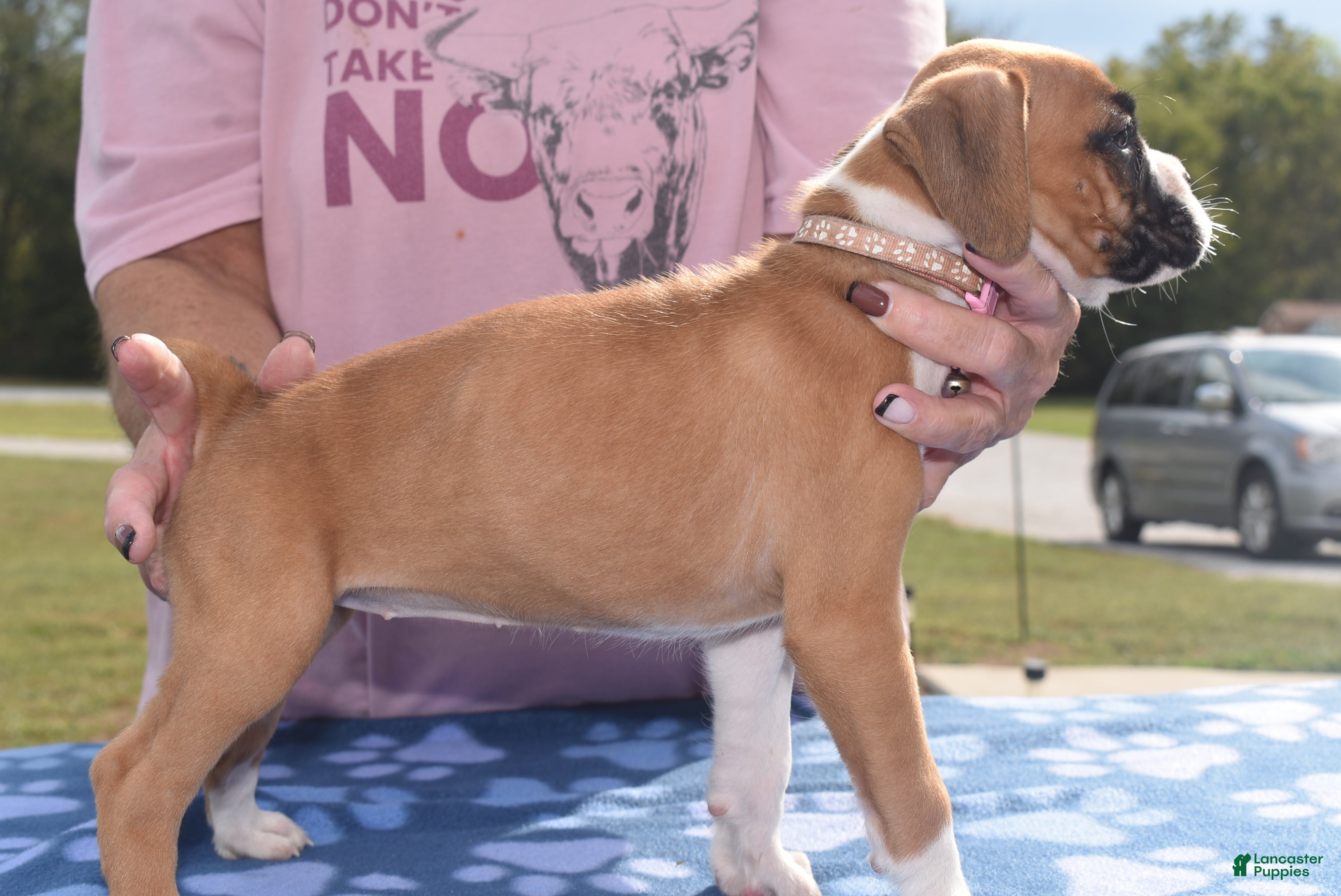 Boxer dogs ROSE BUD - Ad 2