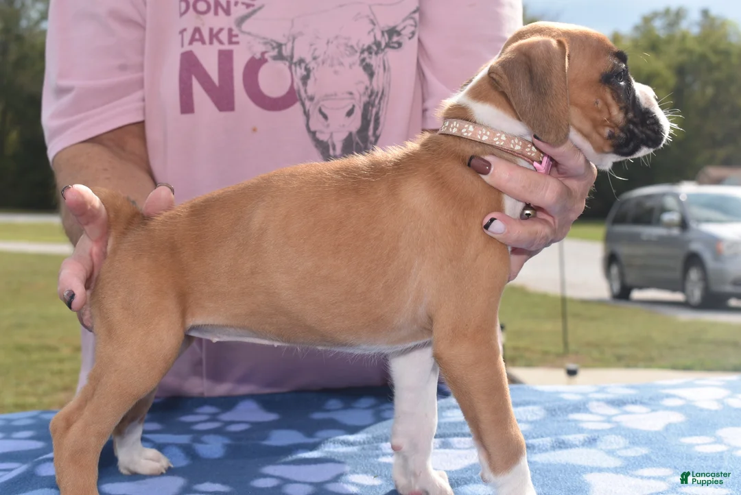 Boxer dogs for sale: ROSE BUD - Ad 2
