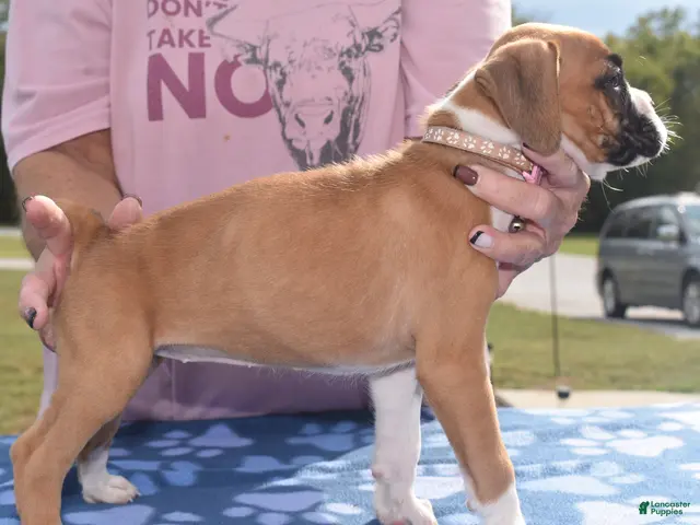 Boxer dogs ROSE BUD - Ad 2