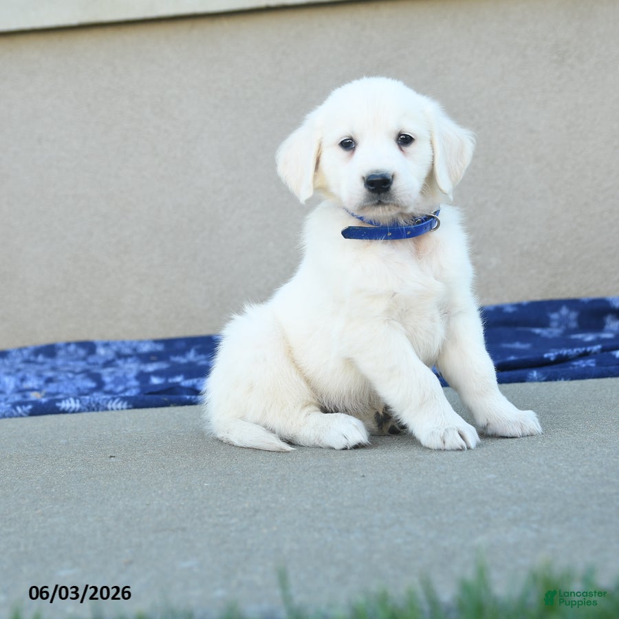 Golden Retriever dogs for sale: Formosa - Ad 1