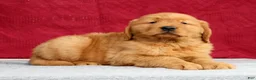 Golden Retriever dogs for sale: Clifford - Ad 5