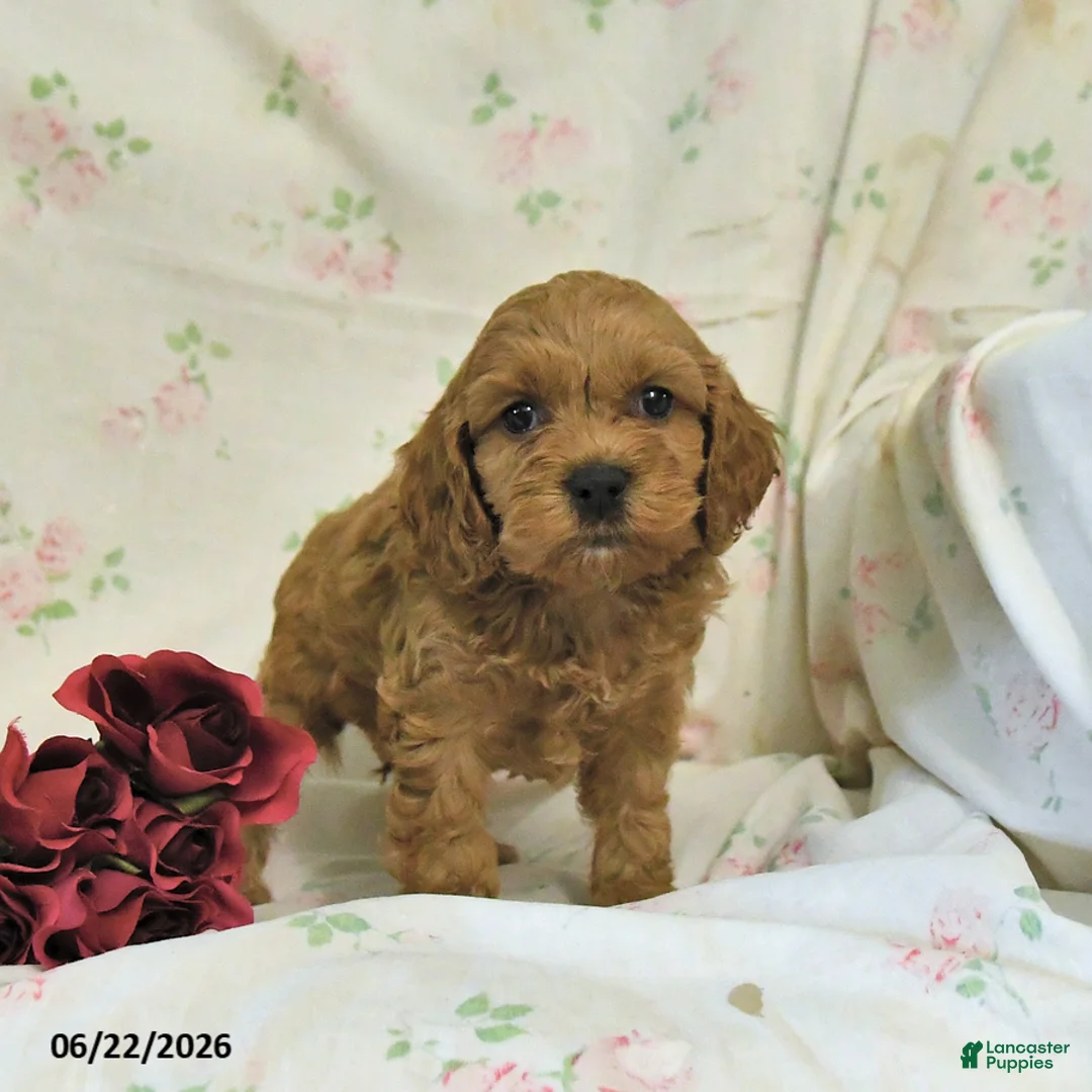 Cockapoo dogs for sale: Calvin - Ad 2