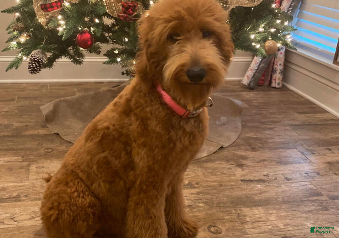 Goldendoodle dogs for sale: Girl 10 - Ad 5