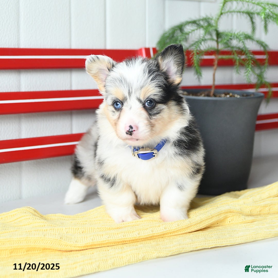 Welsh Corgi Pembroke dogs for sale: Fluffy Starburst - Ad 6