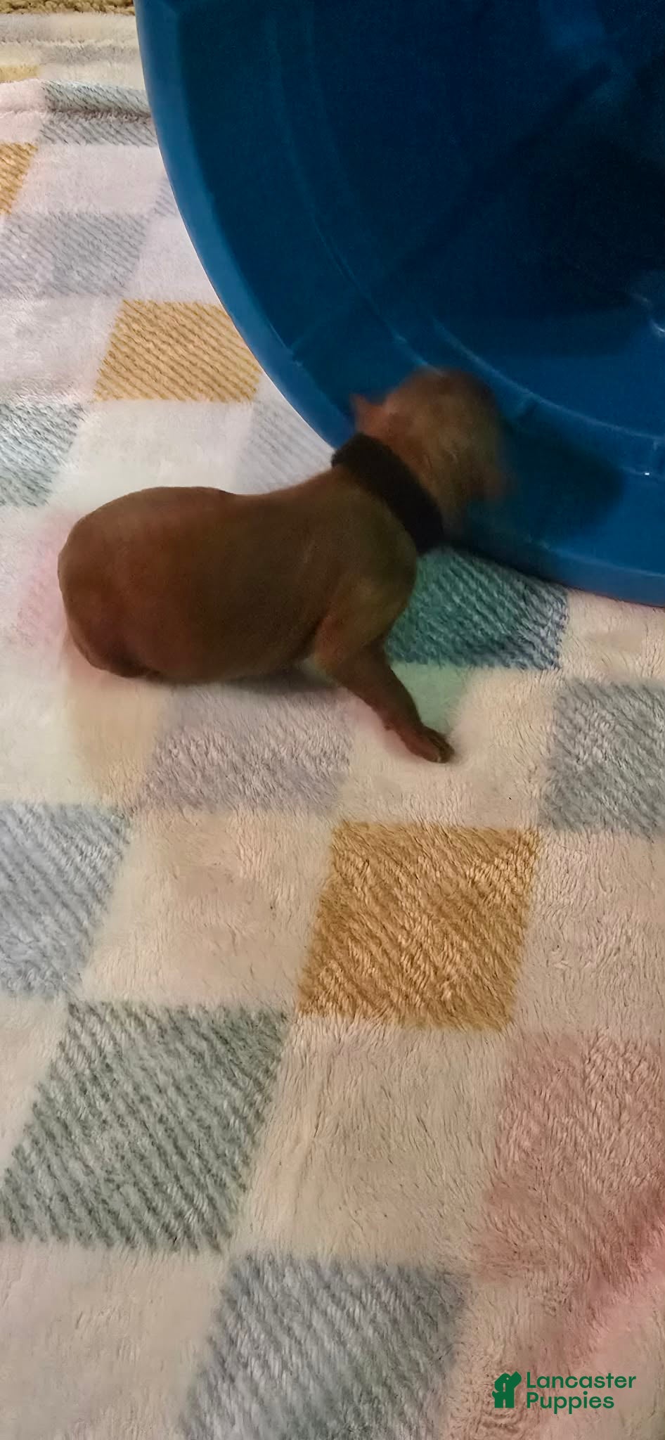 Mini Goldendoodle dogs for sale: buddy - Ad 3