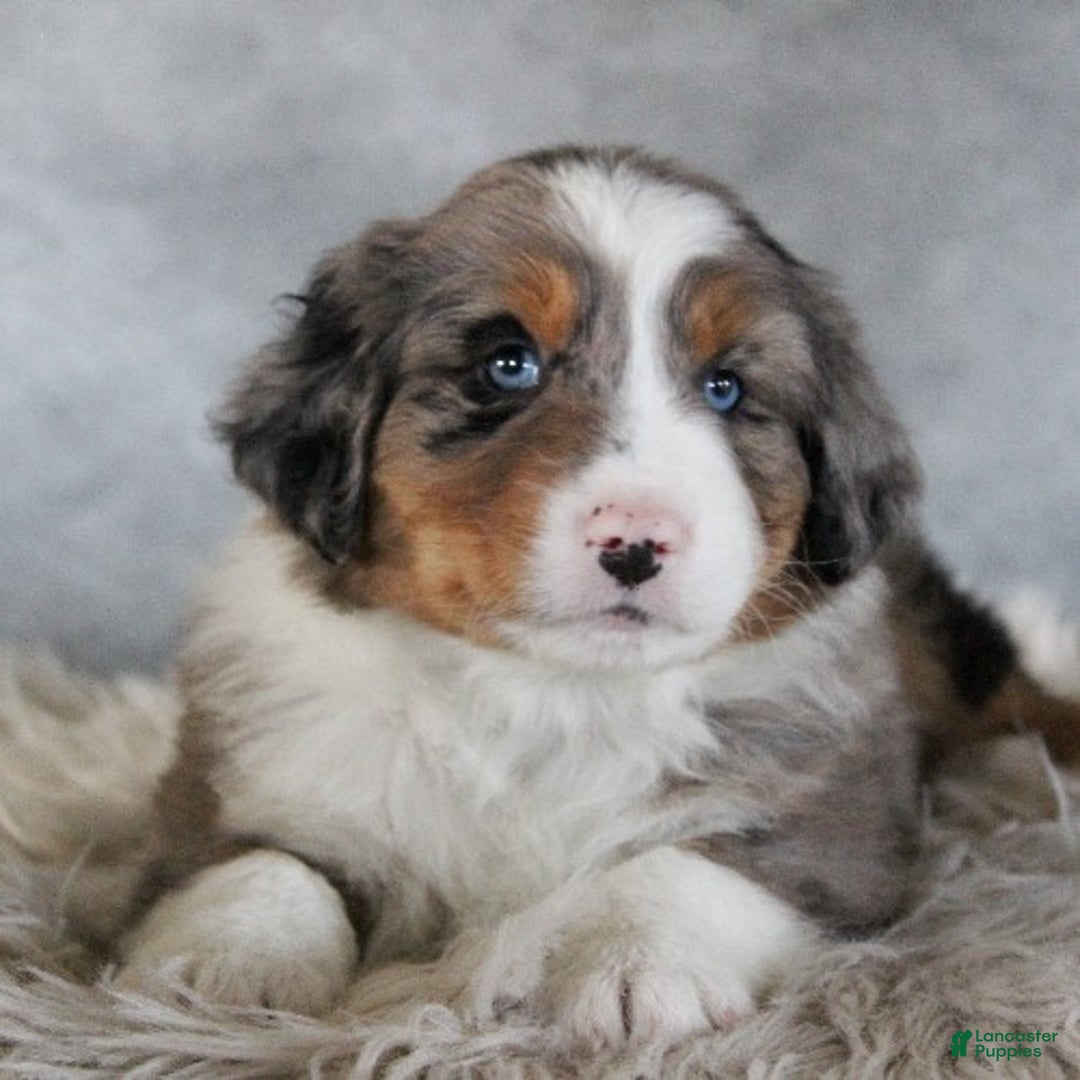 Australian Shepherd dogs for sale: Tanner - Ad 4