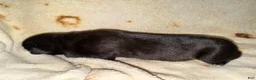 Cane Corso dogs for sale: Rufus AKC - Ad 2