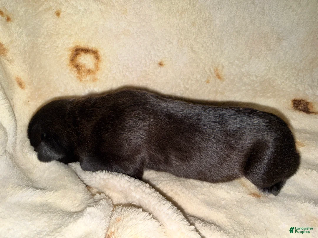 Cane Corso dogs for sale: Rufus AKC - Ad 2