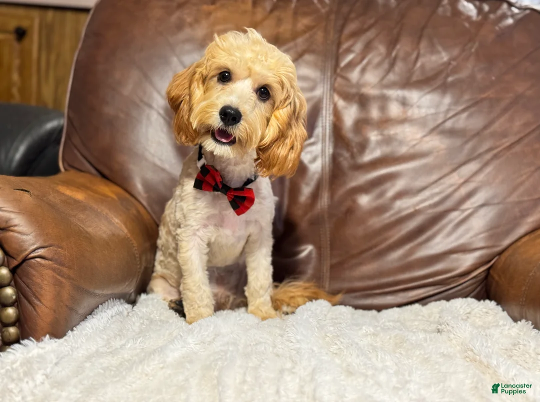 Cavapoo dogs for sale: Teddy  - Ad 6