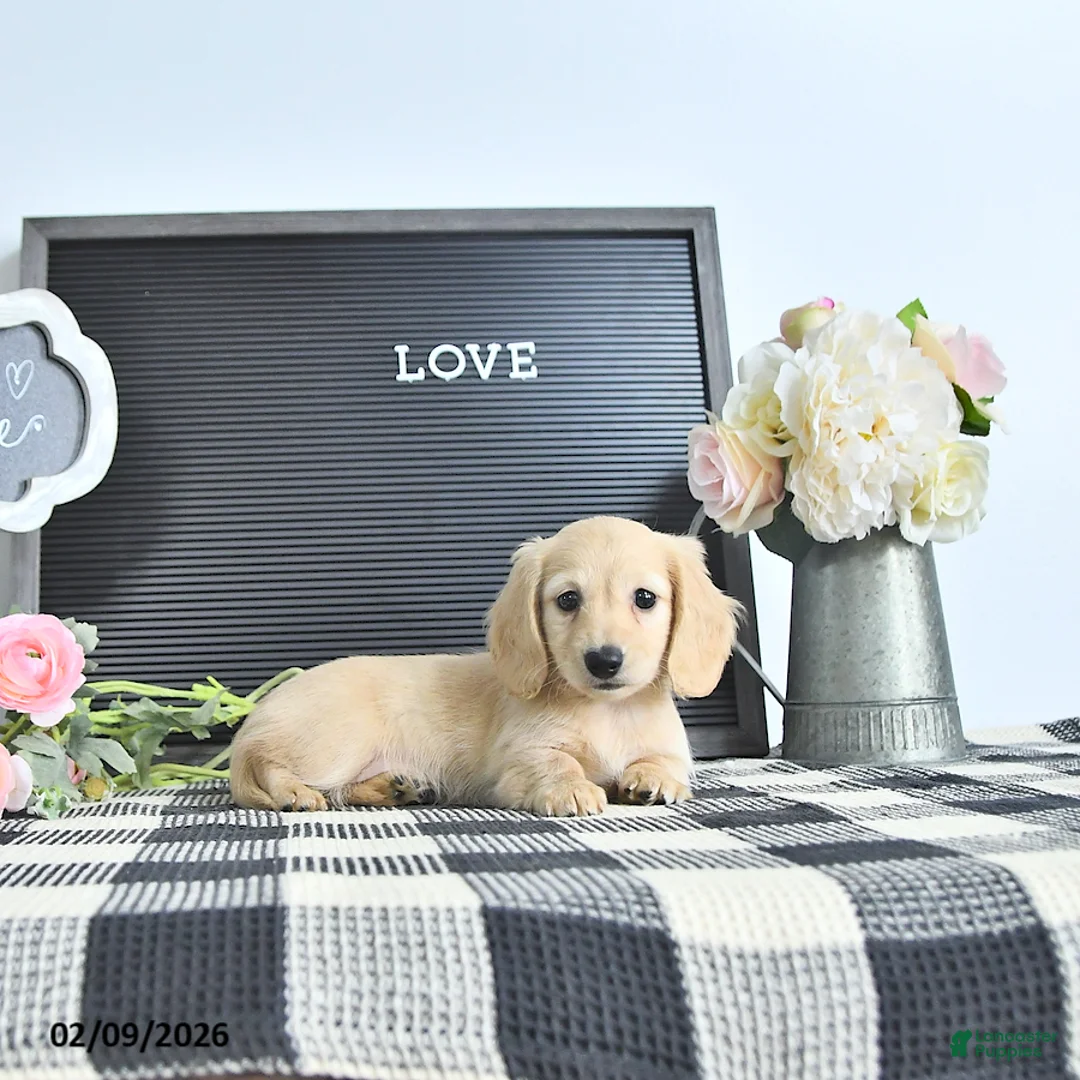 Miniature Dachshund dogs for sale: Lydia - Ad 1