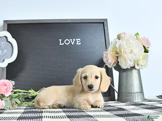 Miniature Dachshund dogs Lydia - Ad 23