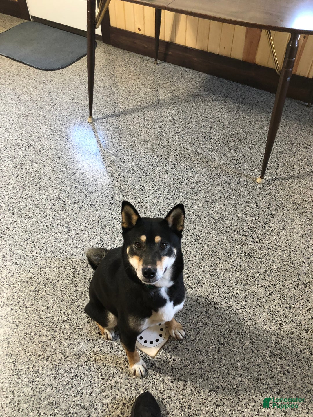 Shiba Inu dogs for sale: Bear Shiba Inu Puppy 3 - Ad 3