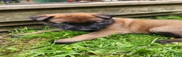 Belgian Malinois dogs for sale: Ranger (Green) - Ad 2
