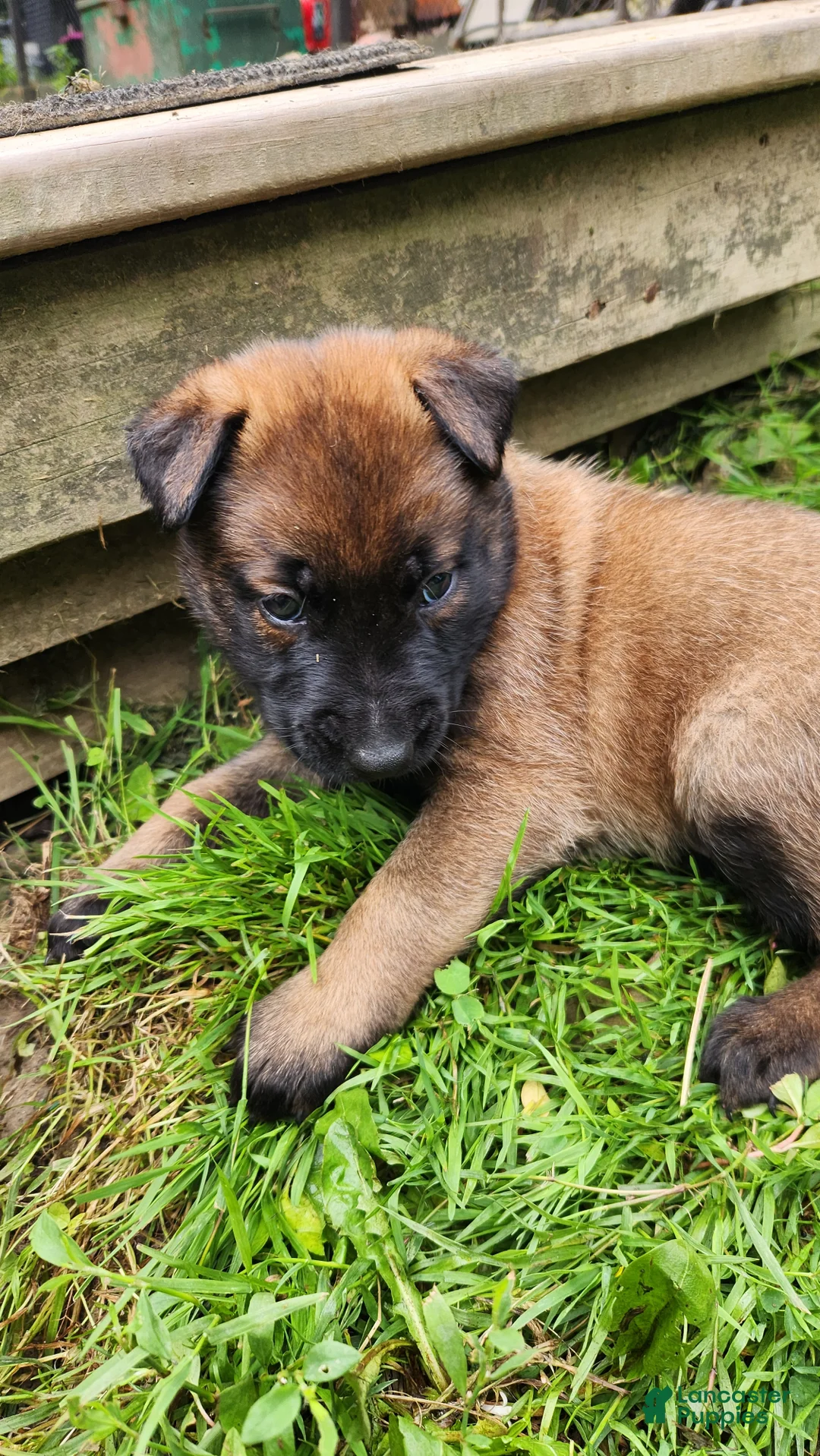 Belgian Malinois dogs for sale: Ranger (Green) - Ad 2