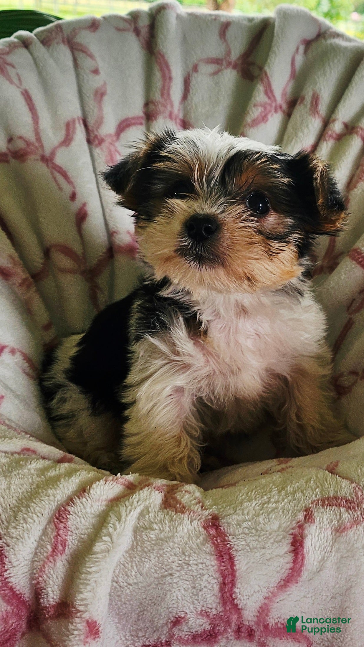 Yorkshire Terrier dogs Twinkle  - Ad 2