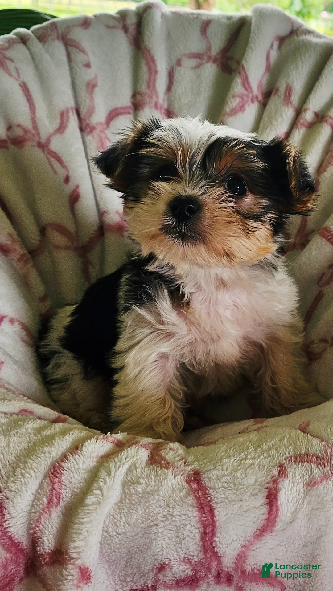 Yorkshire Terrier dogs for sale: Twinkle  - Ad 2